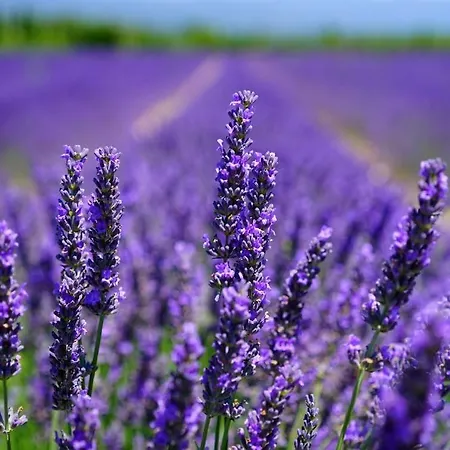 Alojamento de Acomodação e Pequeno-almoço La Ceramica Moline